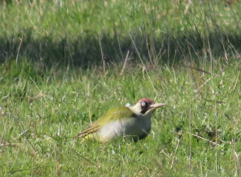 Eurasian Green Woodpecker
